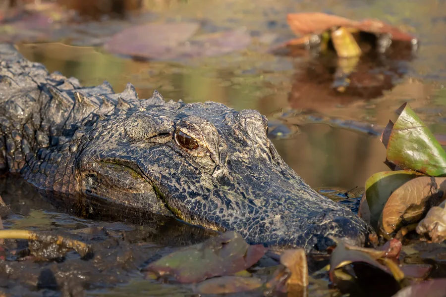 Alligator head resting at the waterline